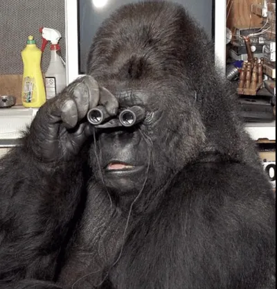 Poster for Koko: A Talking Gorilla